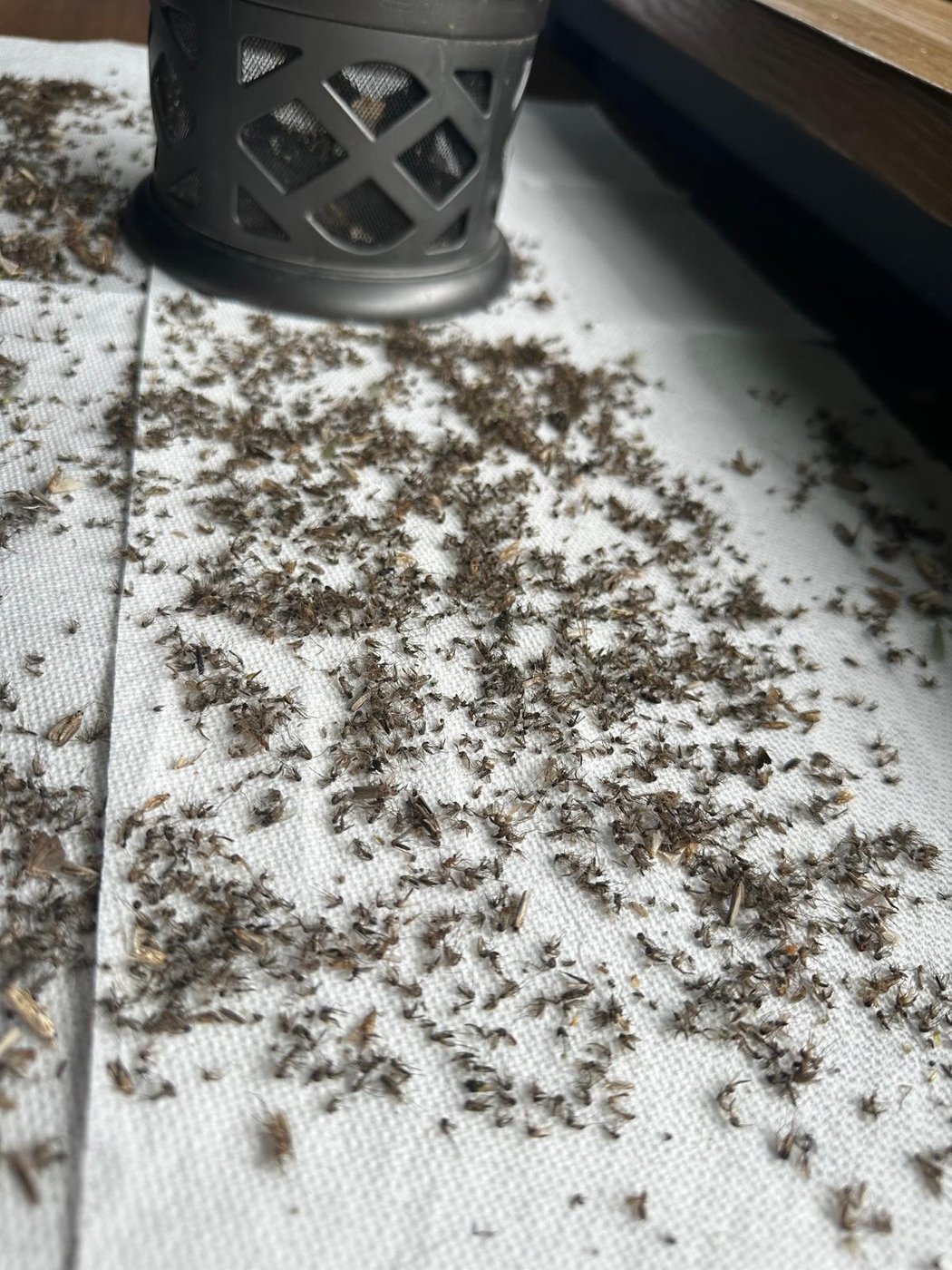 The contents of a backyard mosquito trap spread across white paper towel, with the trap's mesh collection basket standing alongside