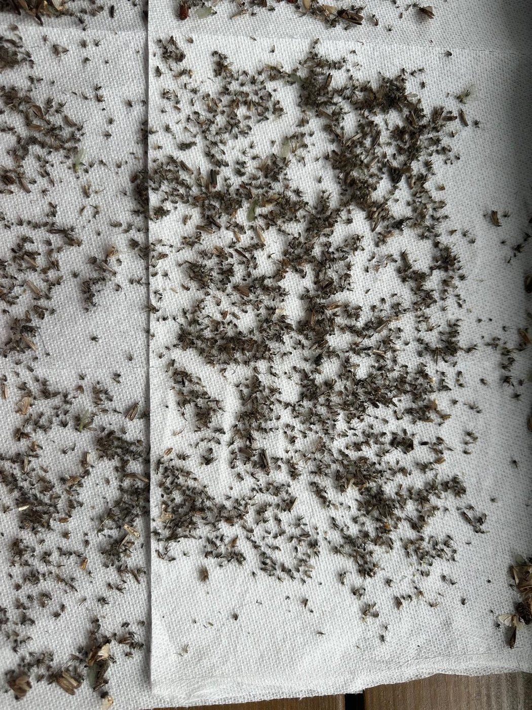 A wider view of the same collection spread across several sheets of white paper towel